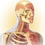 miniatlas-anatomia_JaBaT_02